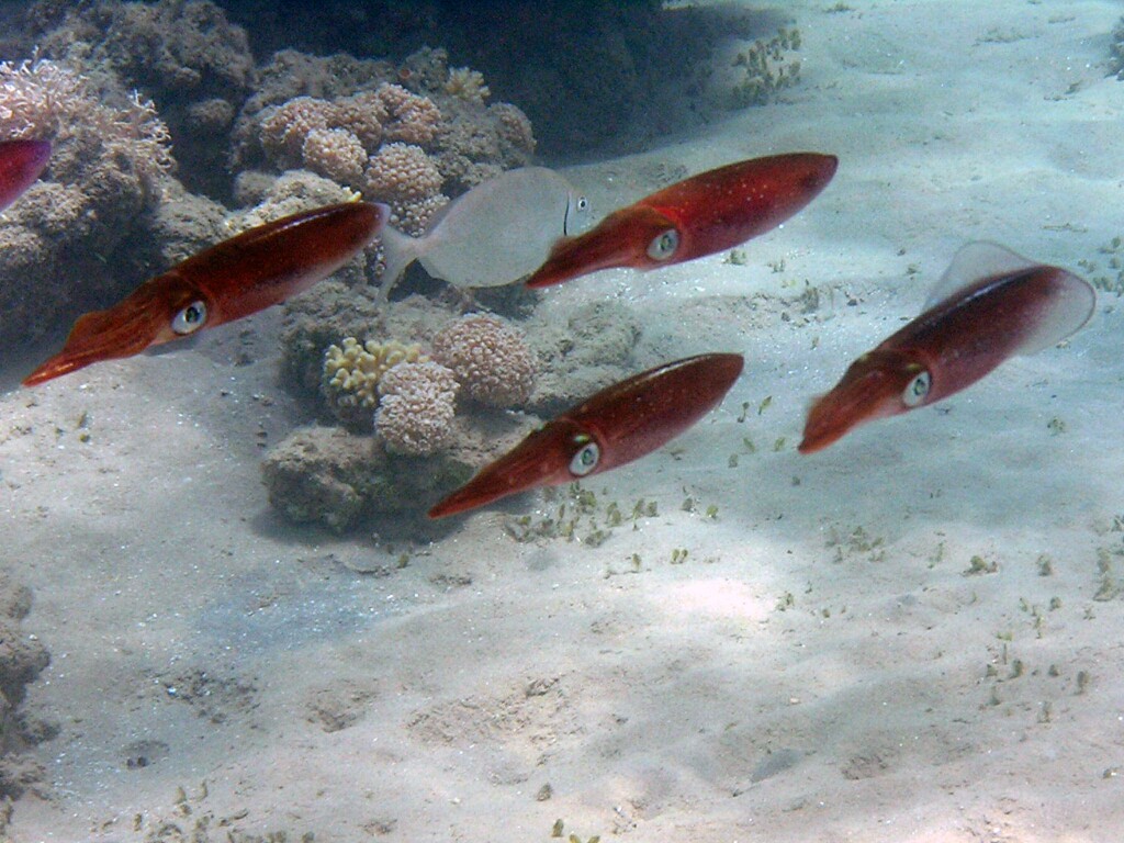 Красный люциан рыба фото