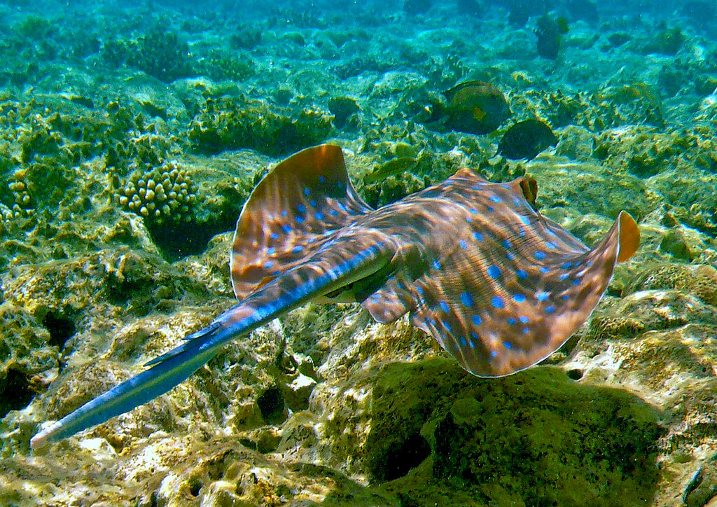 Скат на черном море